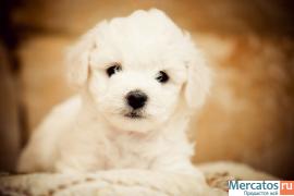 Элитные щенки Бишон Фризе 2