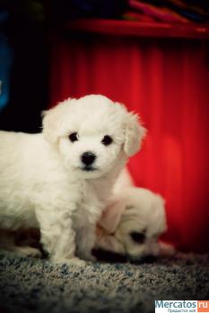 Элитные щенки Бишон Фризе 3