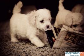 Элитные щенки Бишон Фризе 4