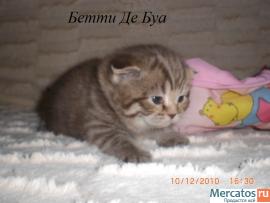 Котята Шотландские плюшевые Фолд и Страйт