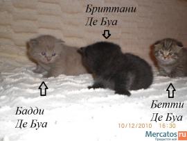 Котята Шотландские плюшевые Фолд и Страйт 2