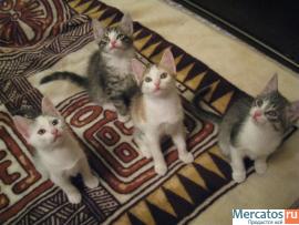 котята в хорошие руки