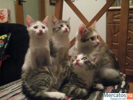 котята в хорошие руки 2