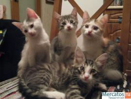 котята в хорошие руки 3