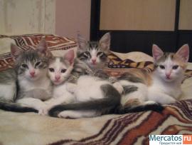 котята в хорошие руки 4