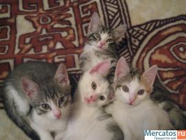 котята в хорошие руки 5