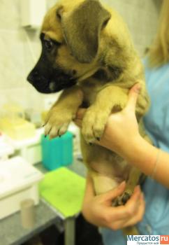 Щенки в добрые руки! Бесплатно! 2