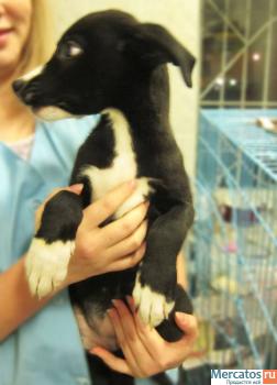 Щенки в добрые руки! Бесплатно! 3