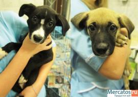 Щенки в добрые руки! Бесплатно! 4