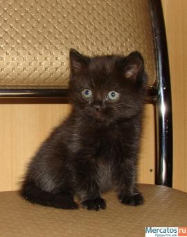 Британская кошечка окрас черный. 2