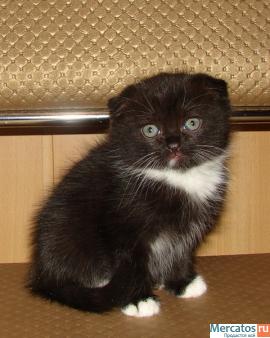 Шотландские вислоухие котики