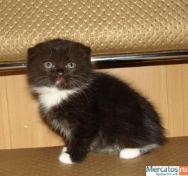 Шотландские вислоухие котики 2