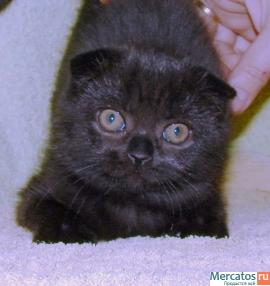 Шотландские вислоухие котики 3