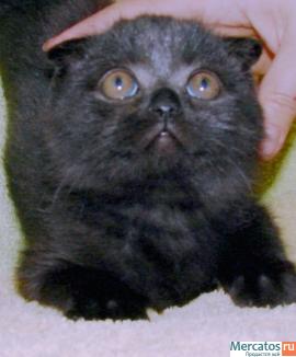 Шотландские вислоухие котики 4