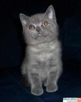 Шотландский очаровательный котик