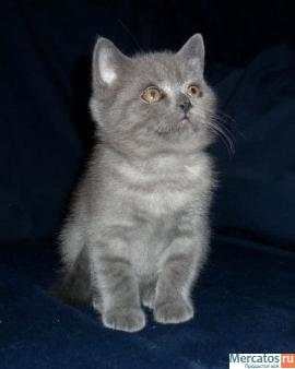 Шотландский очаровательный котик 2