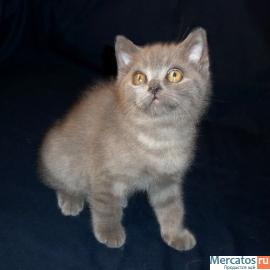 Шотландский очаровательный котик 3