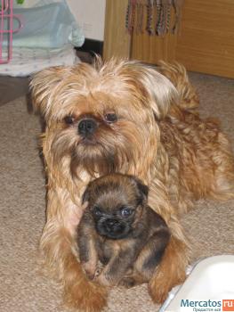 С 25 декабря будут продаваться щенки брюссельского гриффона! 2