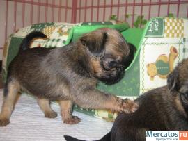 С 25 декабря будут продаваться щенки брюссельского гриффона! 4