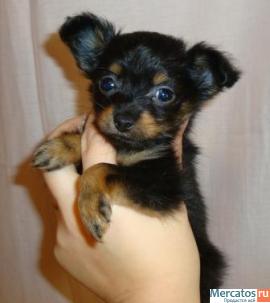 Той терьера мальчик