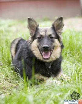 Альмочка миниовчарка метисочка ВЕО 8 мес. в дар