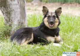 Альмочка миниовчарка метисочка ВЕО 8 мес. в дар 2