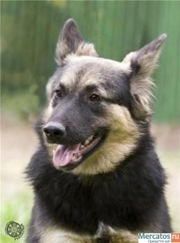 Альмочка миниовчарка метисочка ВЕО 8 мес. в дар 3