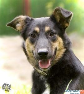 Охранница Леля мини-метисочка ВЕО 9 месяцев в дар