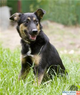 Охранница Леля мини-метисочка ВЕО 9 месяцев в дар 2