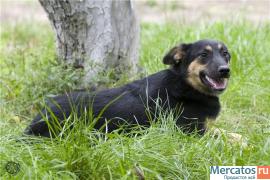 Охранница Леля мини-метисочка ВЕО 9 месяцев в дар 3