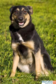 Охранница Леля мини-метисочка ВЕО 9 месяцев в дар 4