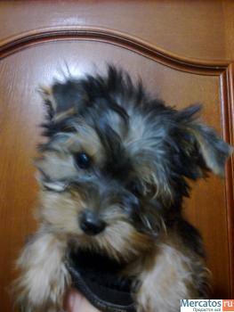 йорики мальчик и девочка