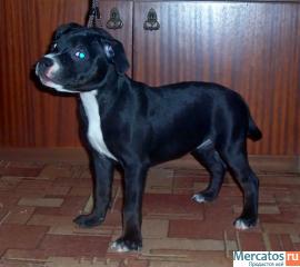 СТАФФОРДШИРСКИЕ БУЛЬТЕРЬЕРЫ