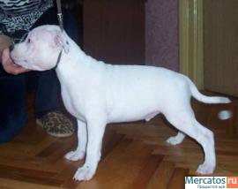 СТАФФОРДШИРСКИЕ БУЛЬТЕРЬЕРЫ 2