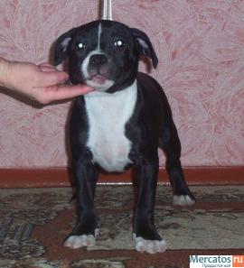 СТАФФОРДШИРСКИЕ БУЛЬТЕРЬЕРЫ 3