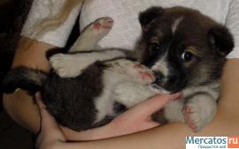 Отдам щенка в хорошие руки!