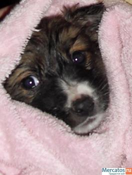 Отдам щенка в хорошие руки! 3