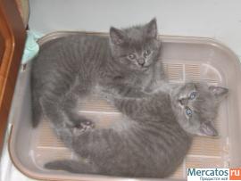 Британские котята 2