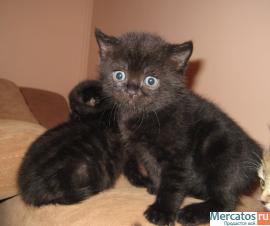Британский котенок