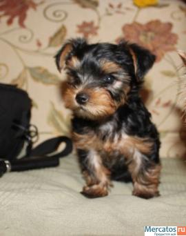 Щенки Йорка