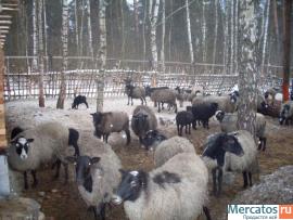 Романовские овцы по 5000р. (50 штук- все ждут потомство)
