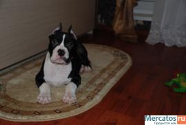 Высокопородный щенок.