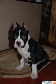 Высокопородный щенок. 3