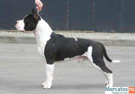Высокопородный щенок. 4