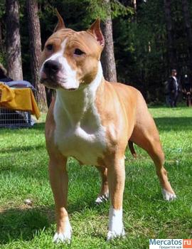 Высокопородный щенок. 5