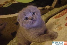 продаются голубые вислоушки 2