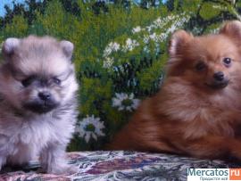 Щенки немецкого миниатюрного и малого шпица