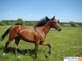 Продается жеребец"Фаер"