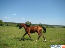 Продается жеребец"Фаер" 2