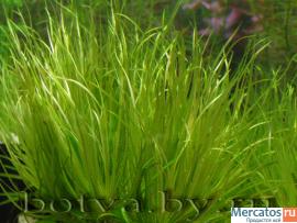 Аквариумные растения, выращенные в своем домашнем хозяйстве.